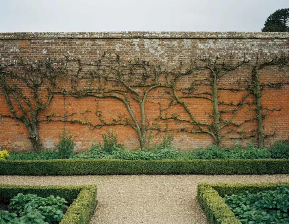 Pear trees trained flat against the old brick wall of the Bornim kitchen garden